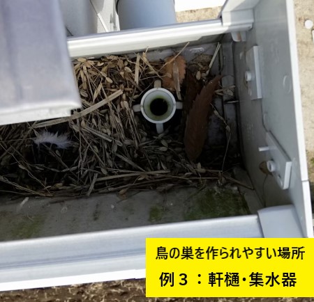 鳥の巣を作られやすい場所　軒樋　集水器